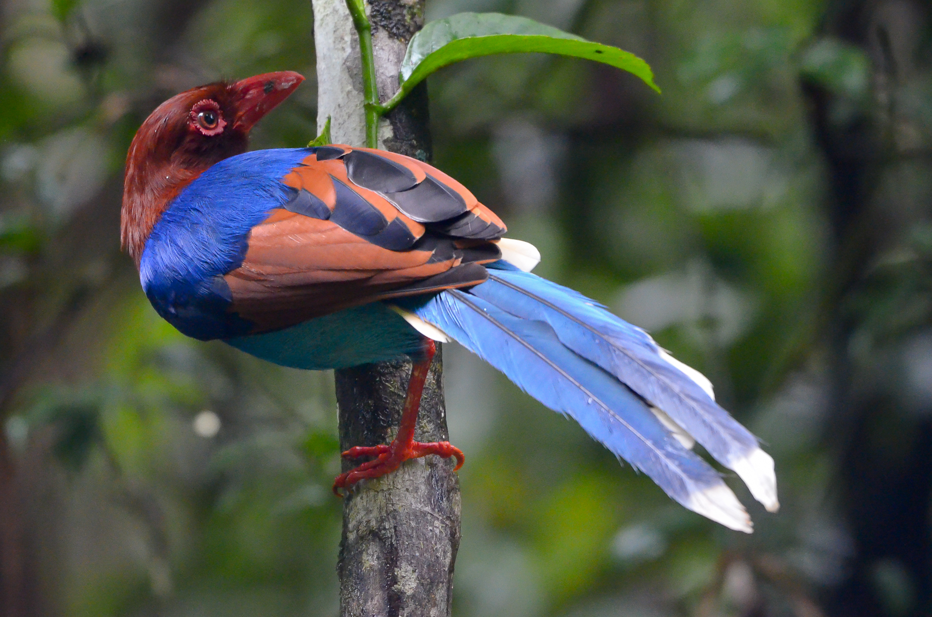 Sri-Lanka-Blue-Magpie